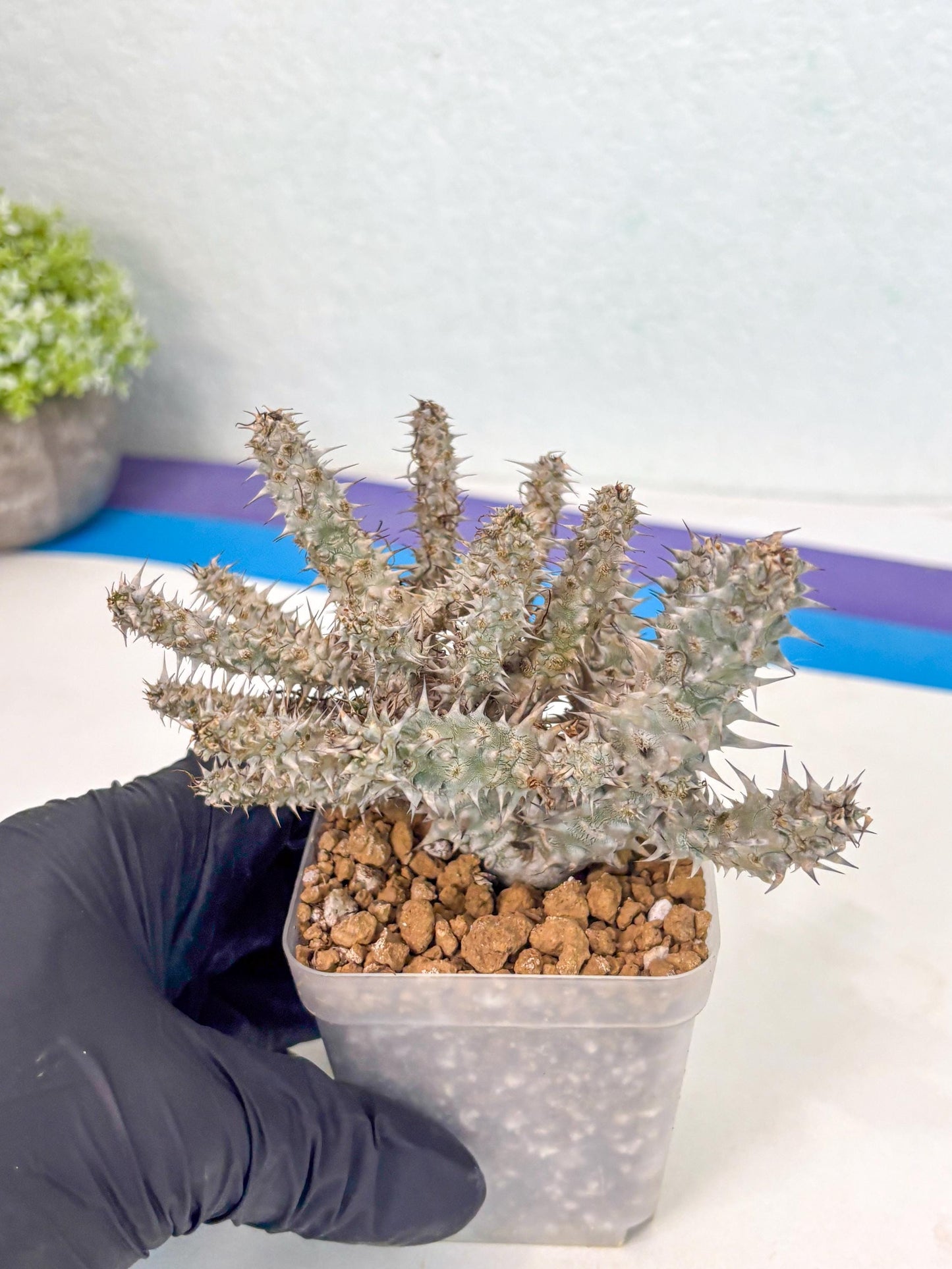 Euphorb Genoudiana (3) | imported Plants