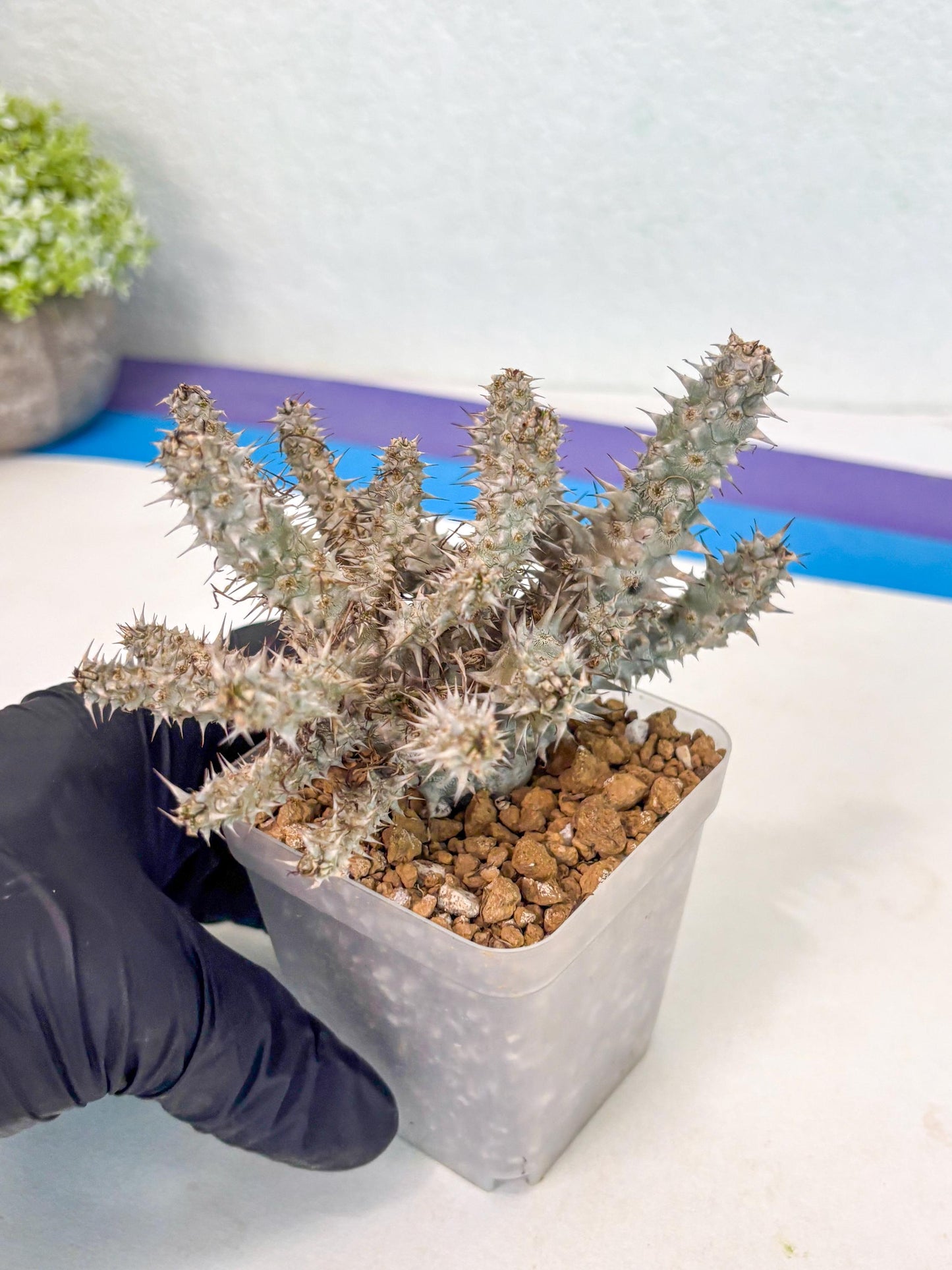 Euphorb Genoudiana (3) | imported Plants