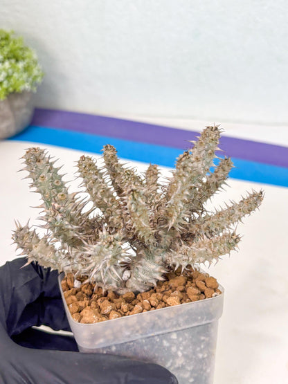 Euphorb Genoudiana (3) | imported Plants