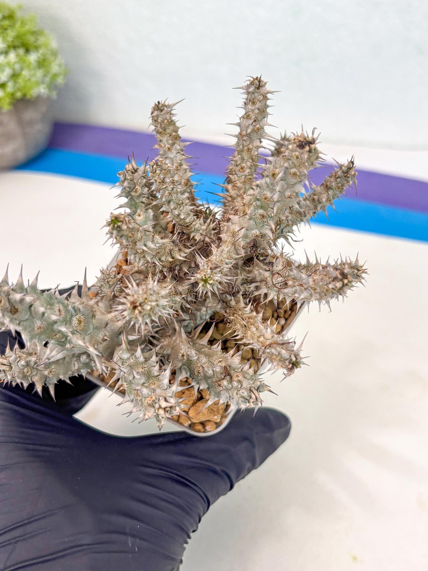 Euphorb Genoudiana (3) | imported Plants