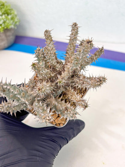 Euphorb Genoudiana (3) | imported Plants