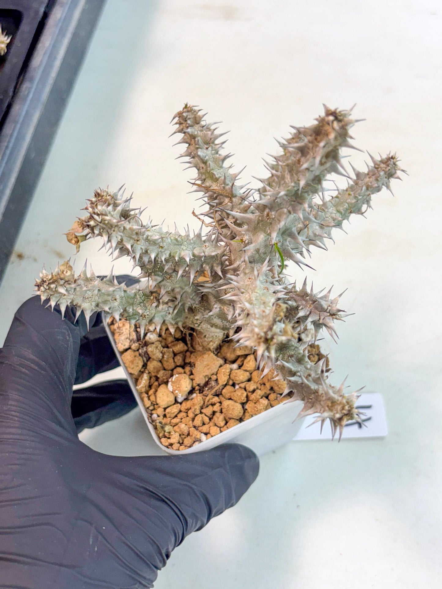 Euphorb Genoudiana (4) | imported Plants