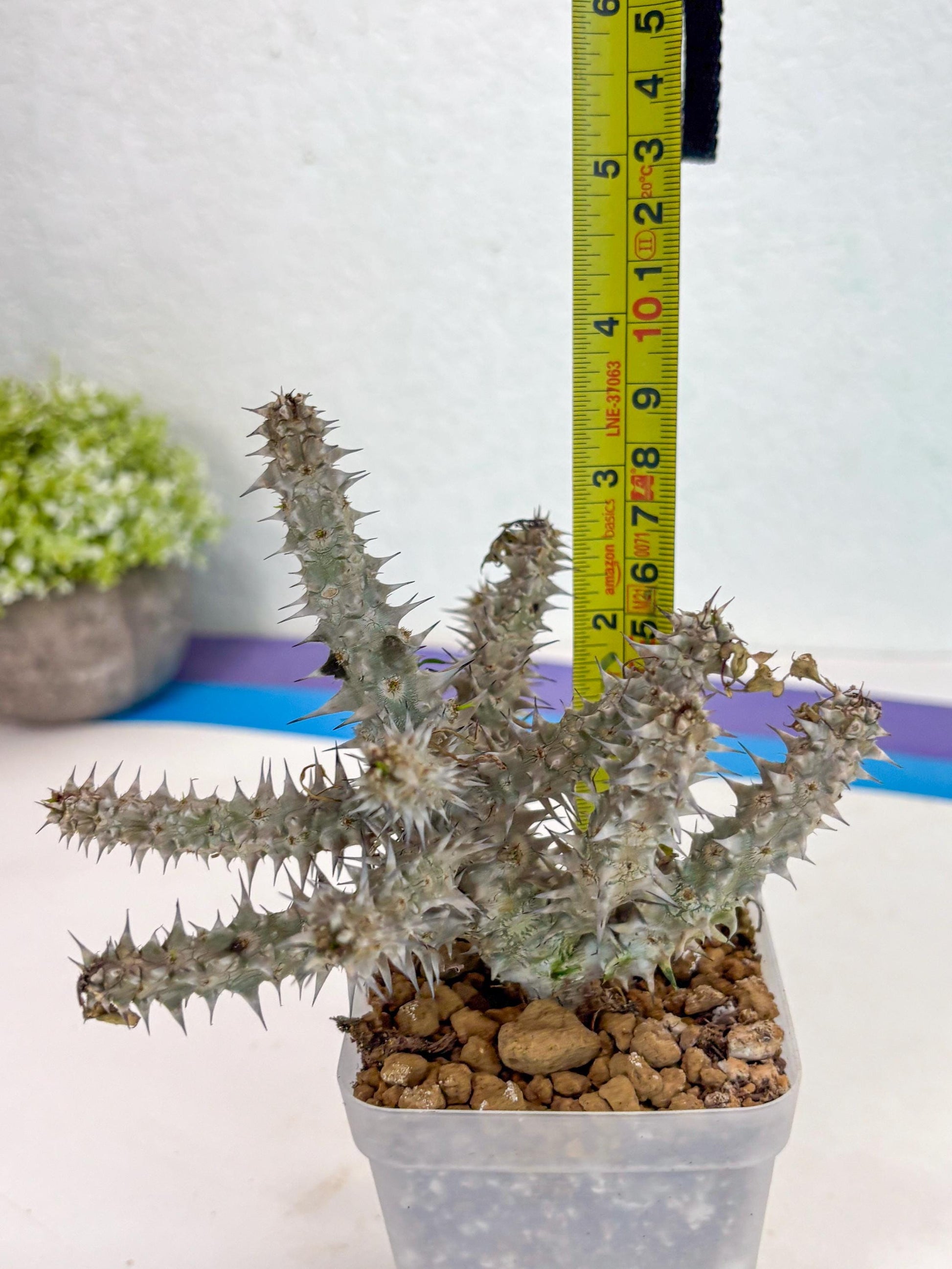 Euphorb Genoudiana (4) | imported Plants