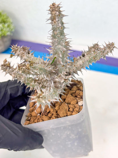 Euphorb Genoudiana (4) | imported Plants