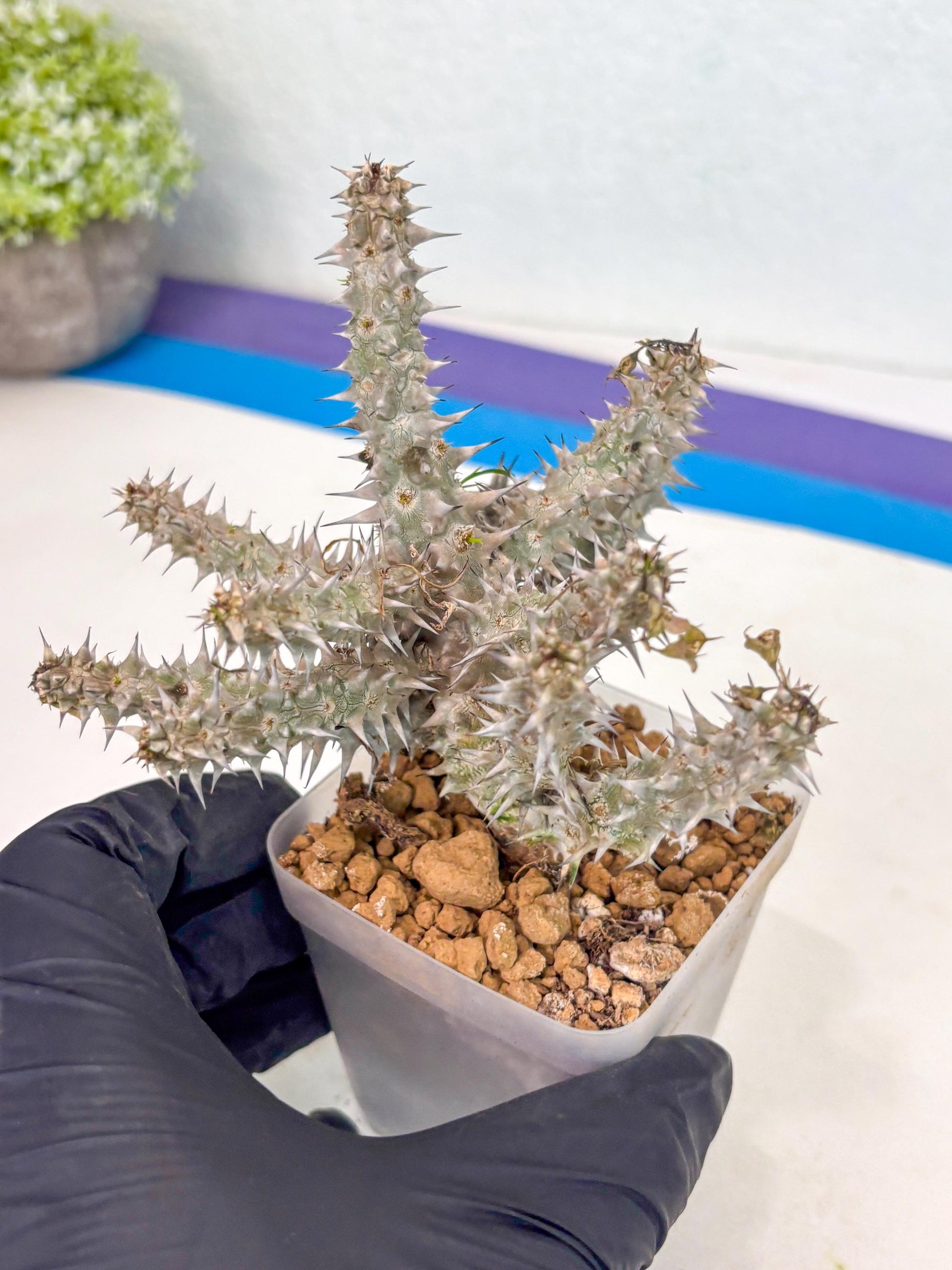 Euphorb Genoudiana (4) | imported Plants