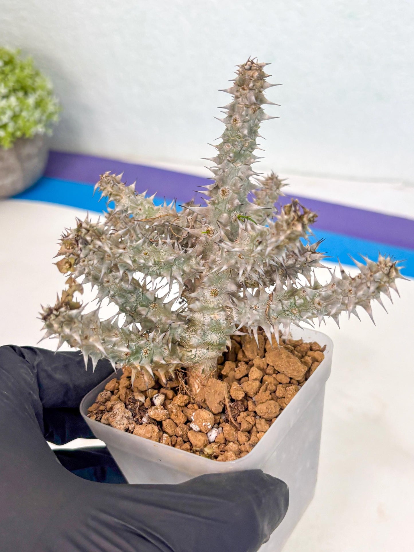 Euphorb Genoudiana (4) | imported Plants