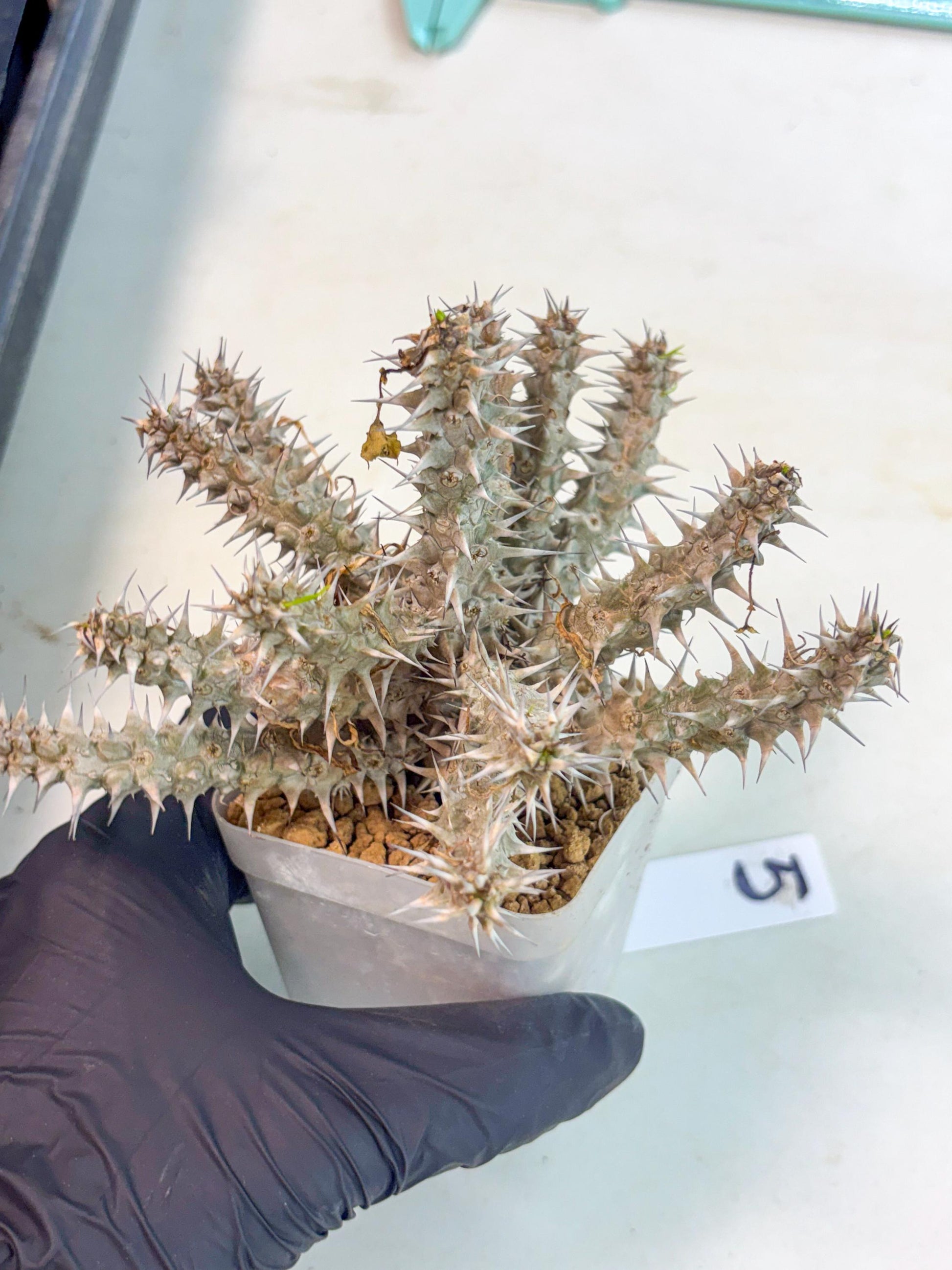 Euphorb Genoudiana (5) | imported Plants