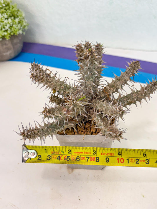 Euphorb Genoudiana (5) | imported Plants