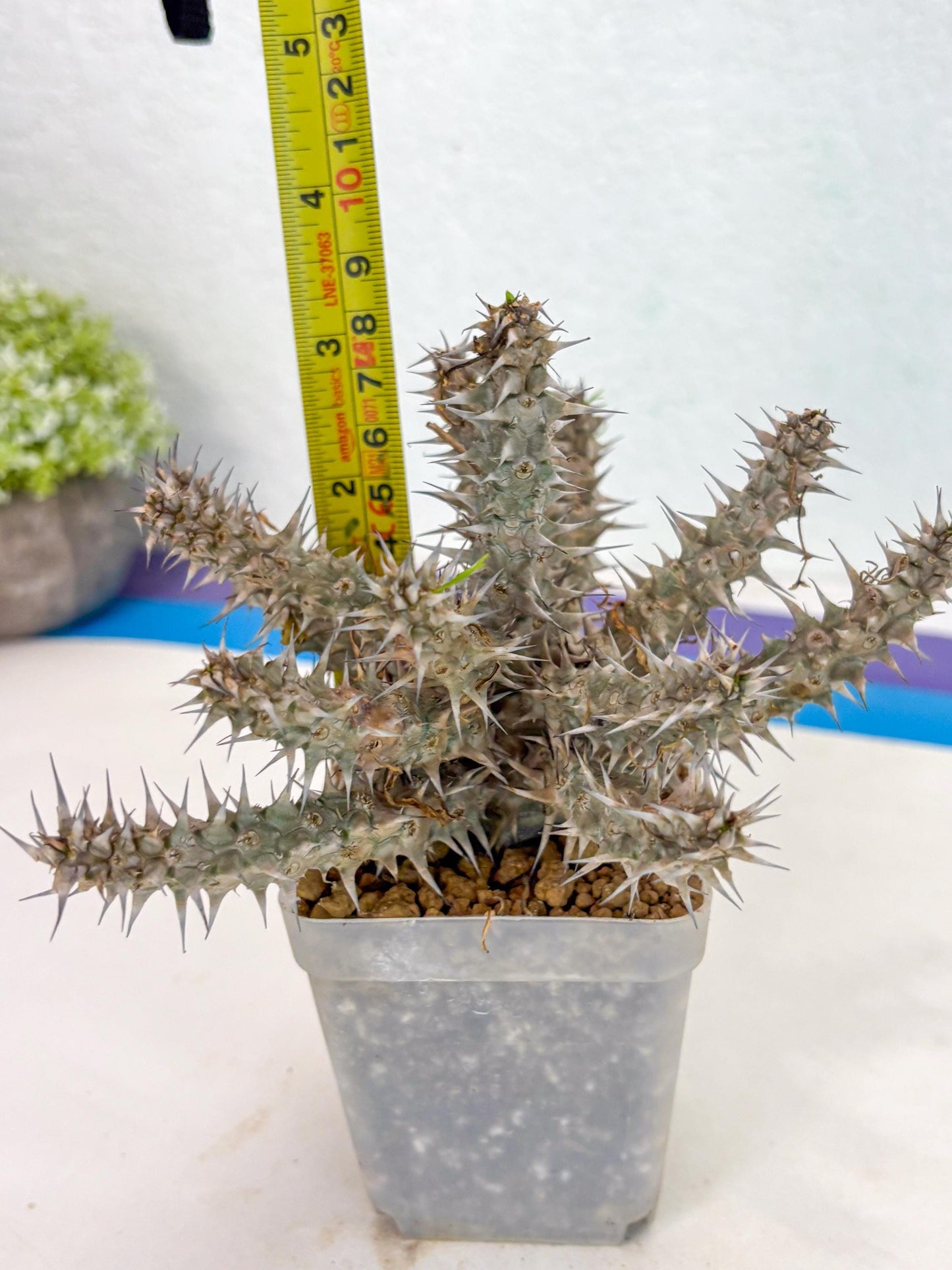 Euphorb Genoudiana (5) | imported Plants
