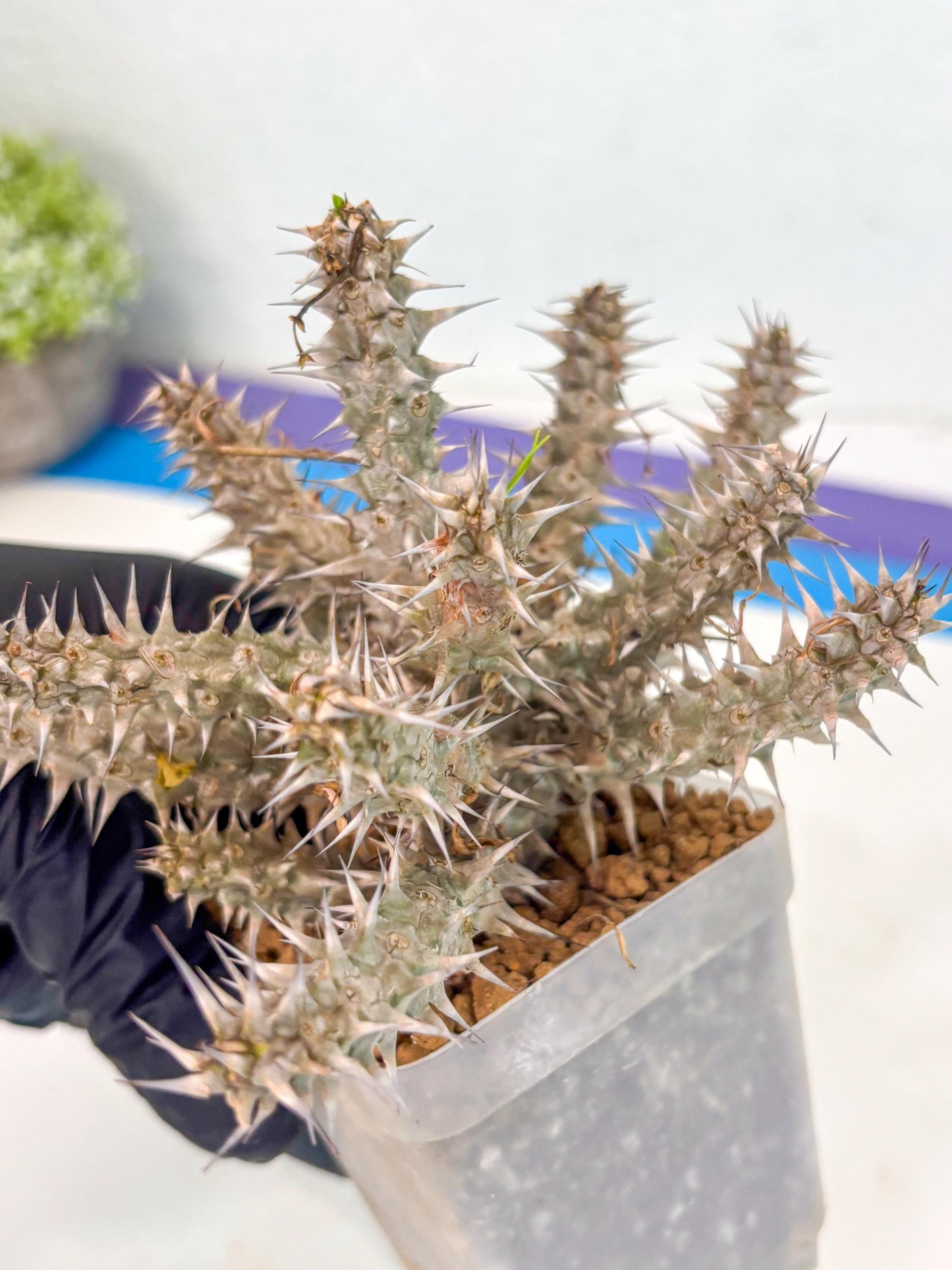 Euphorb Genoudiana (5) | imported Plants