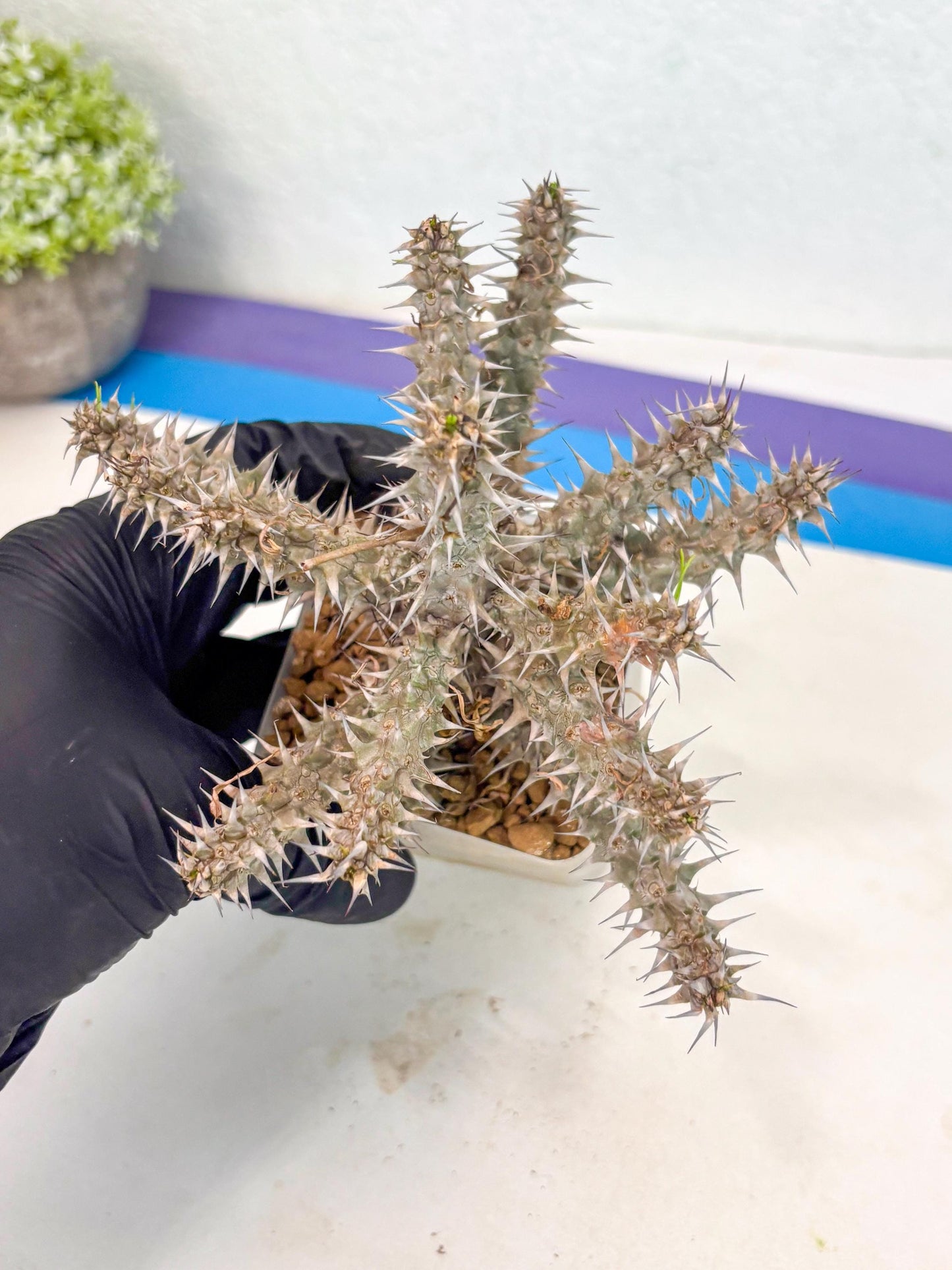 Euphorb Genoudiana (5) | imported Plants