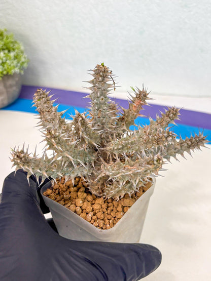 Euphorb Genoudiana (5) | imported Plants