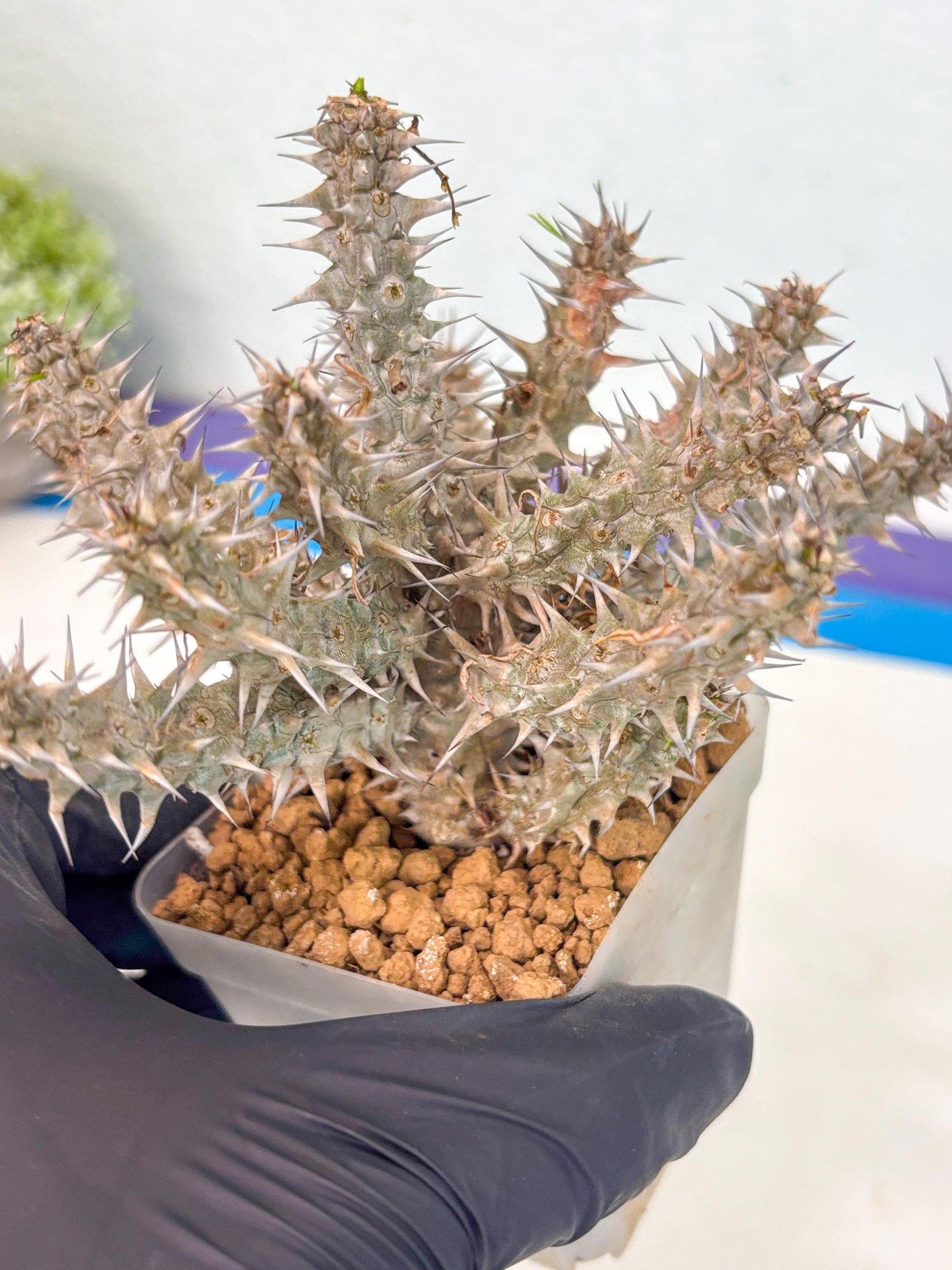 Euphorb Genoudiana (5) | imported Plants
