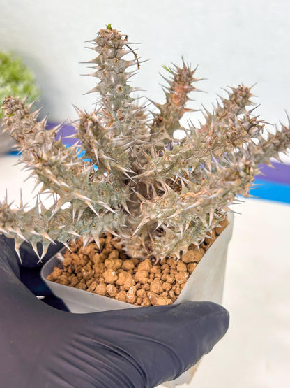 Euphorb Genoudiana (5) | imported Plants