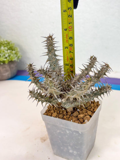 Euphorb Genoudiana (6) | imported Plants