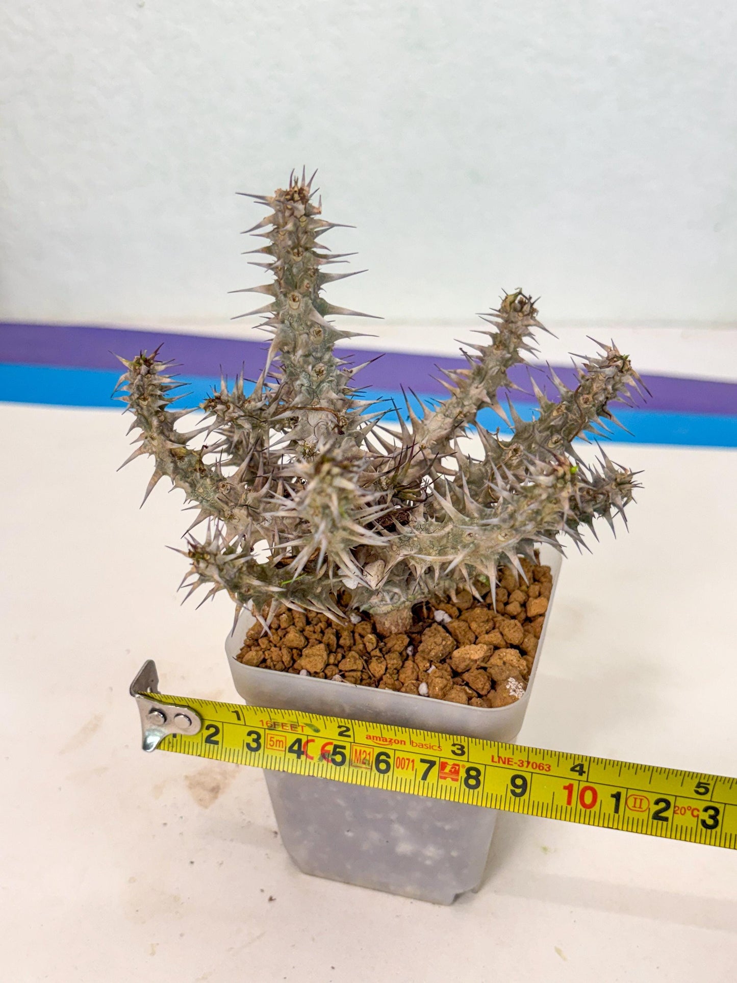 Euphorb Genoudiana (6) | imported Plants
