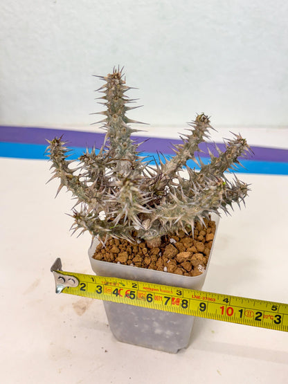 Euphorb Genoudiana (6) | imported Plants