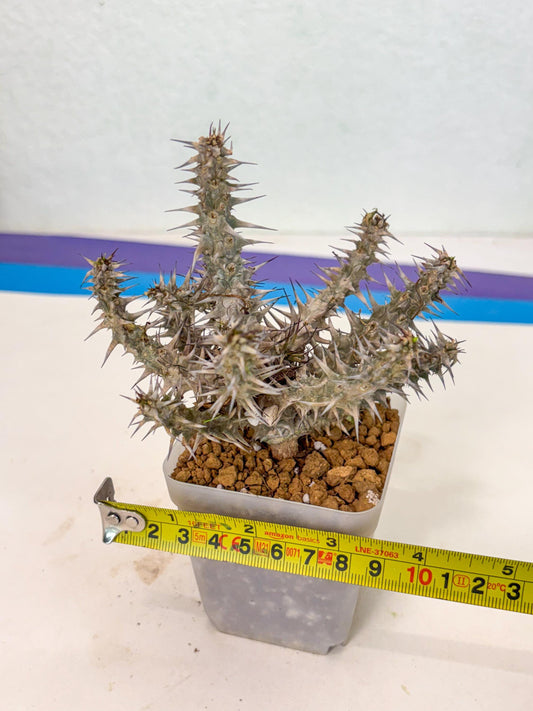 Euphorb Genoudiana (6) | imported Plants