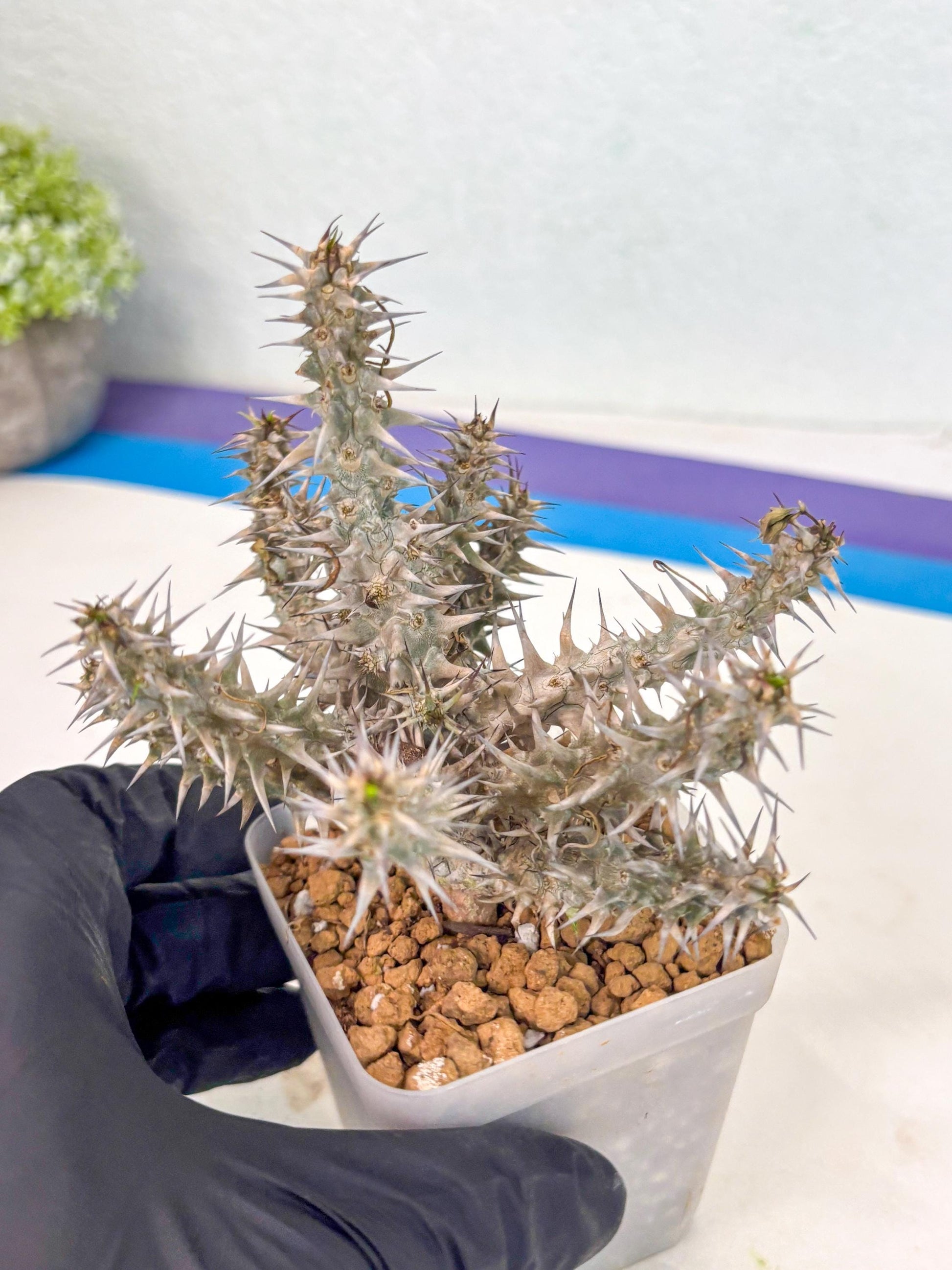 Euphorb Genoudiana (6) | imported Plants