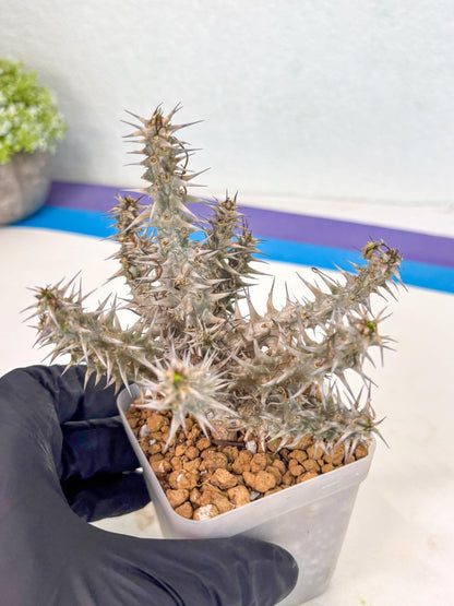 Euphorb Genoudiana (6) | imported Plants