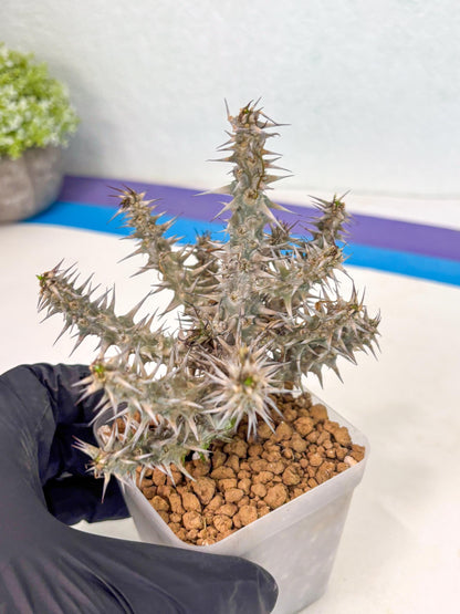 Euphorb Genoudiana (6) | imported Plants