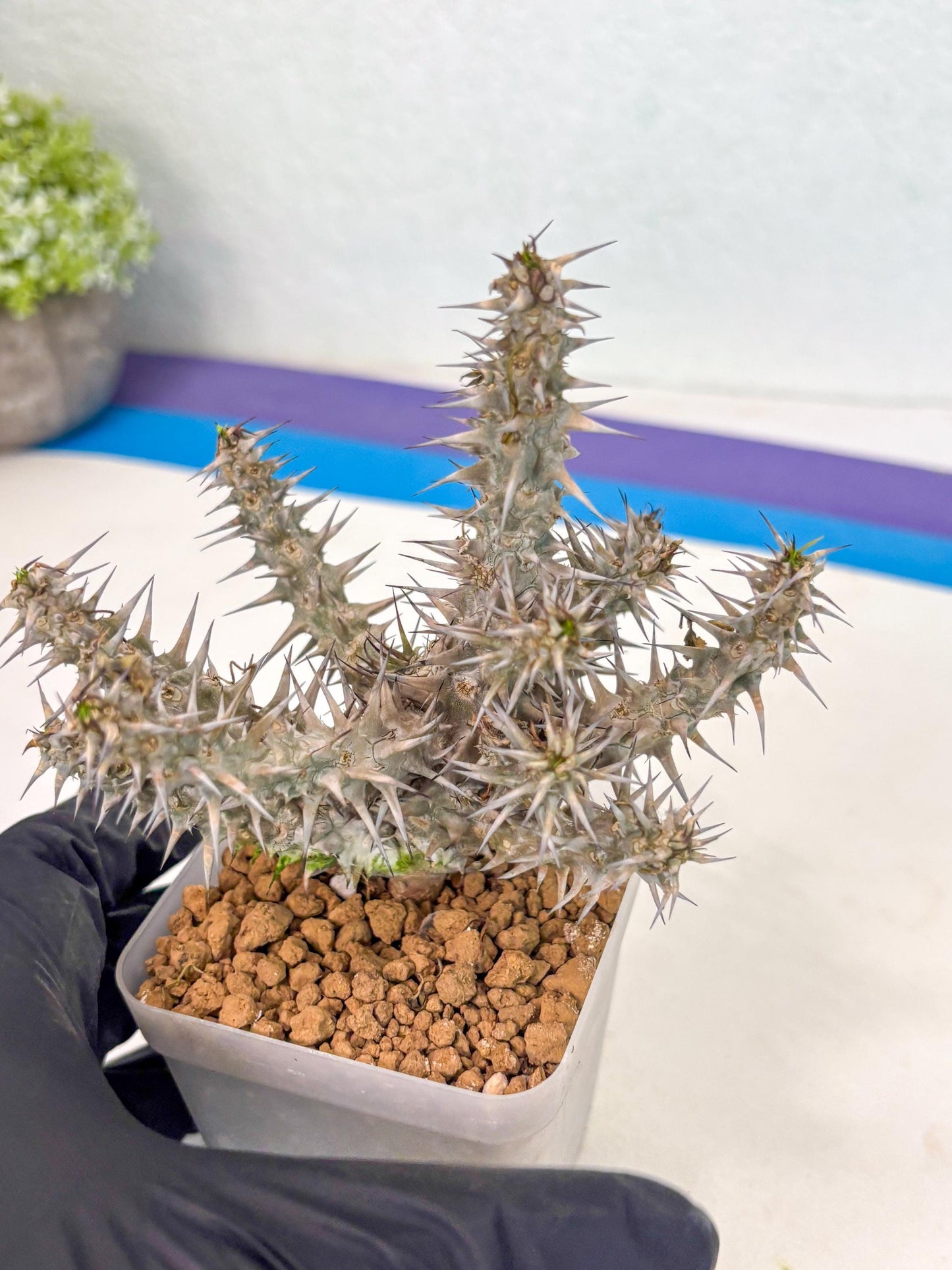 Euphorb Genoudiana (6) | imported Plants