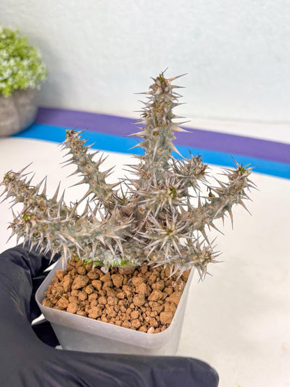 Euphorb Genoudiana (6) | imported Plants