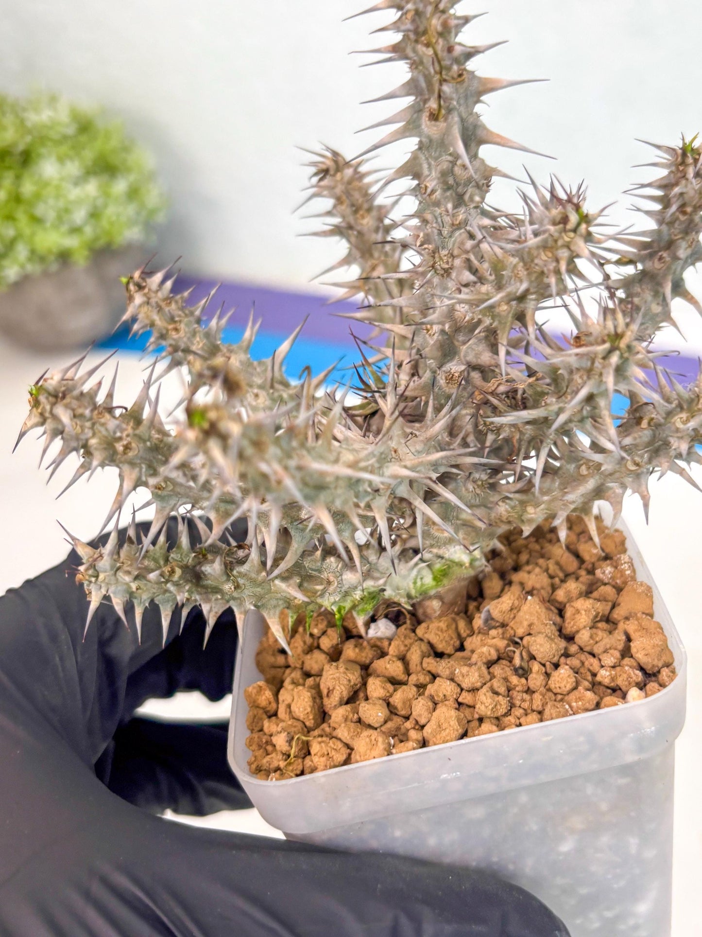 Euphorb Genoudiana (6) | imported Plants