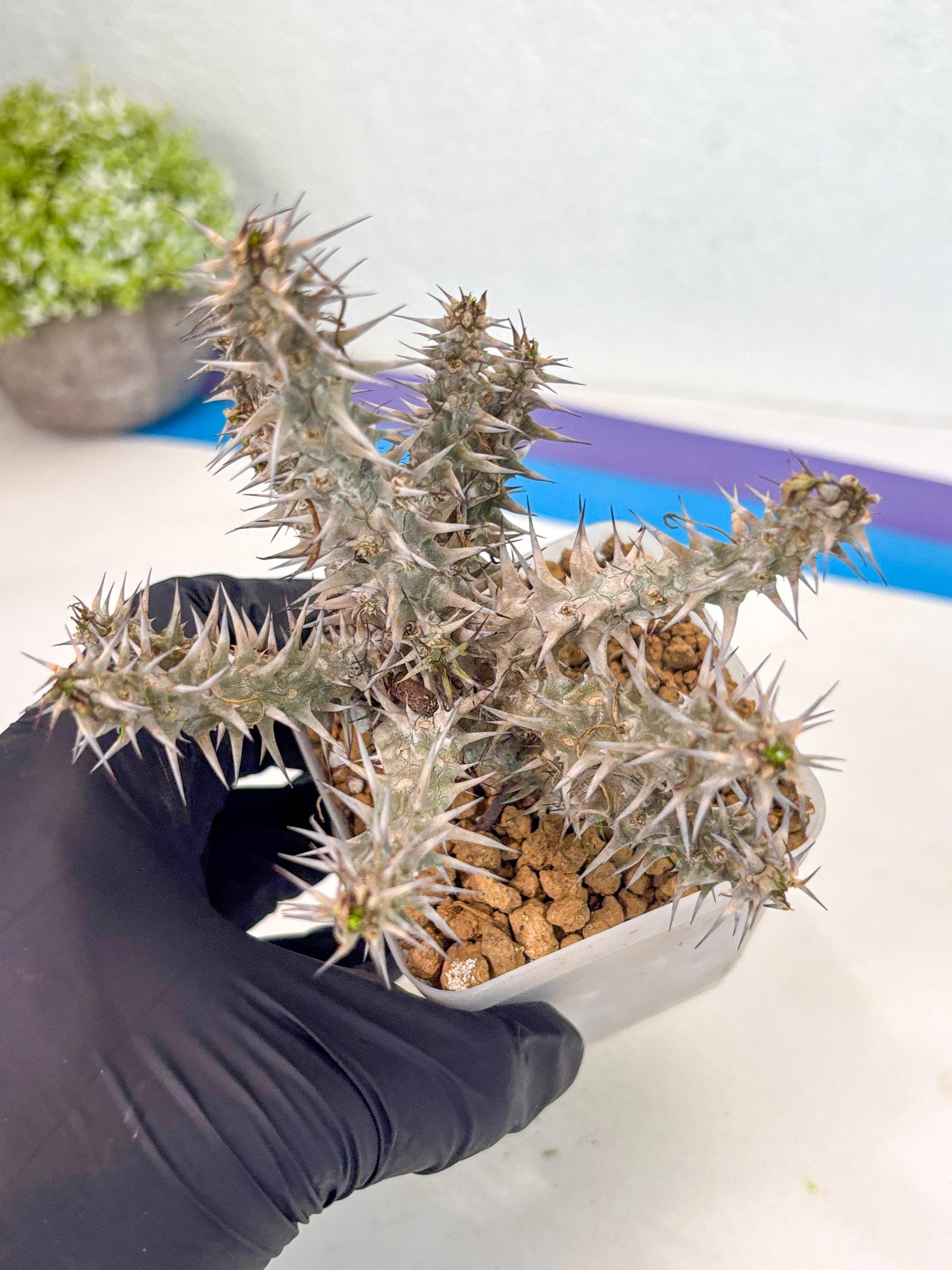 Euphorb Genoudiana (6) | imported Plants