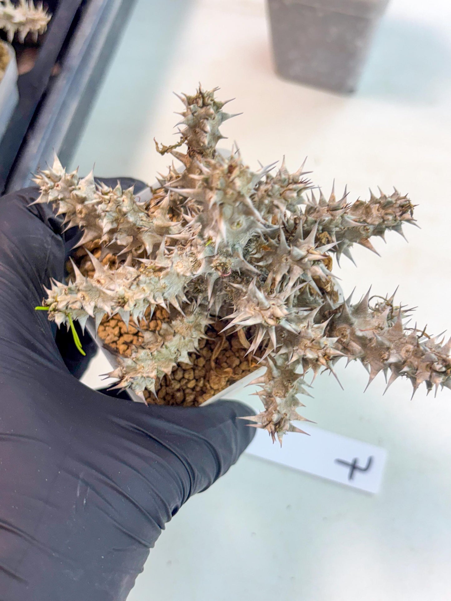 Euphorb Genoudiana (7) | imported Plants