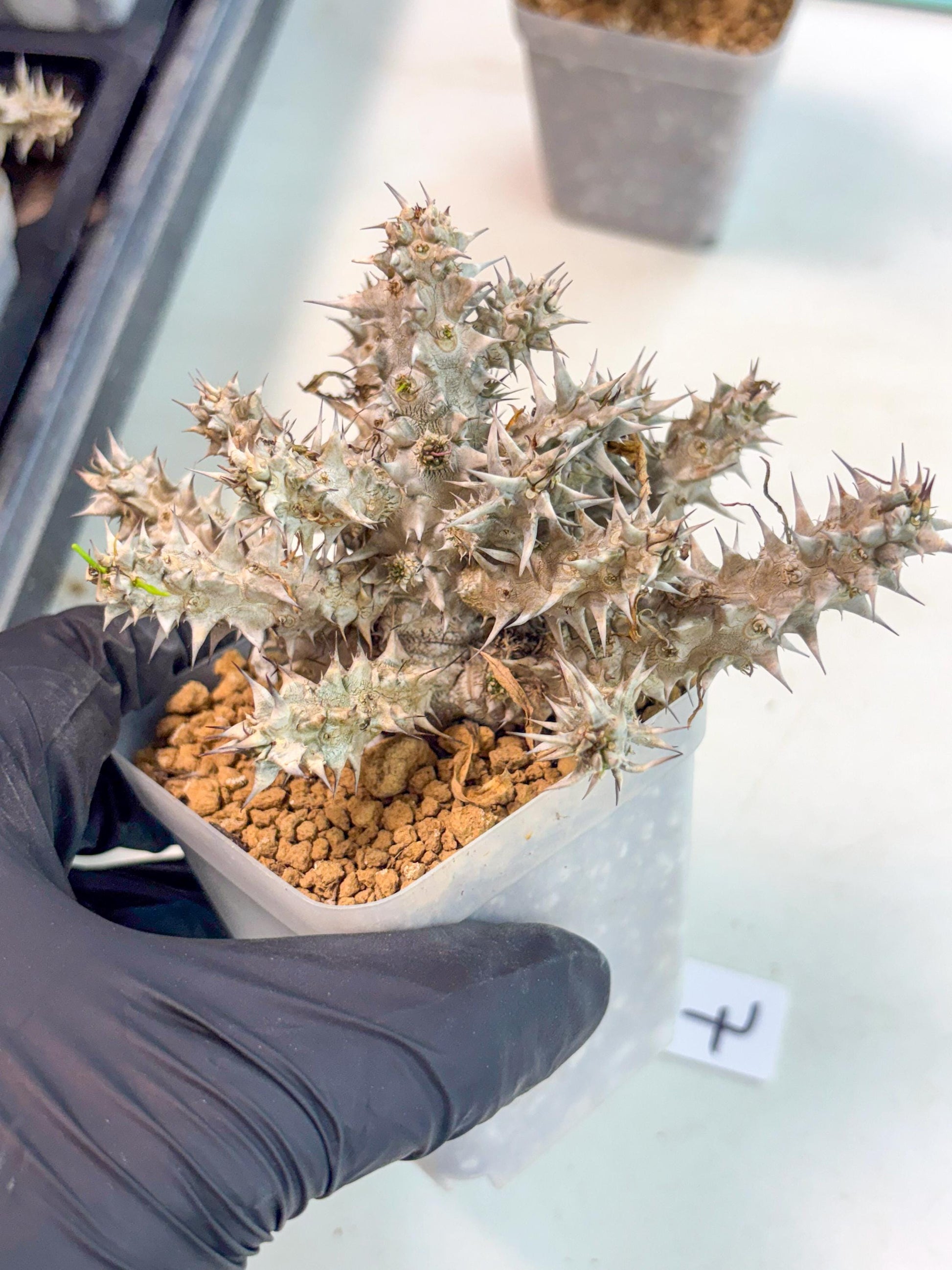 Euphorb Genoudiana (7) | imported Plants