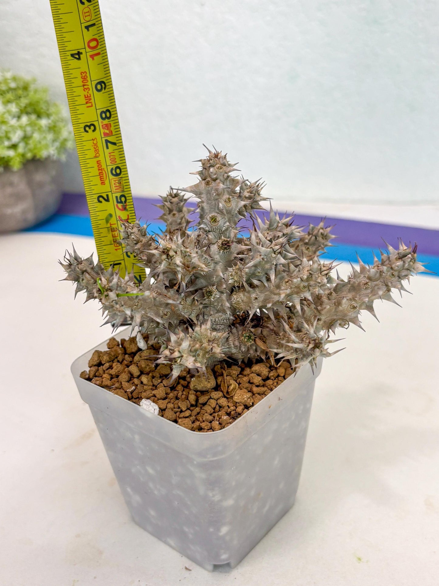 Euphorb Genoudiana (7) | imported Plants