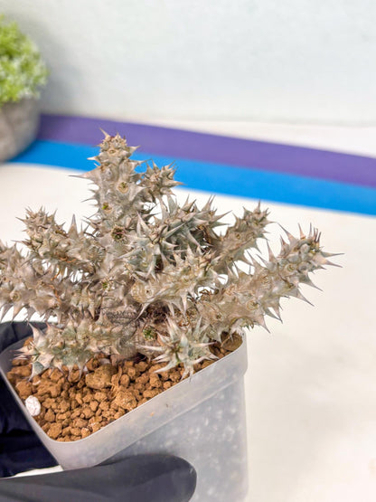 Euphorb Genoudiana (7) | imported Plants