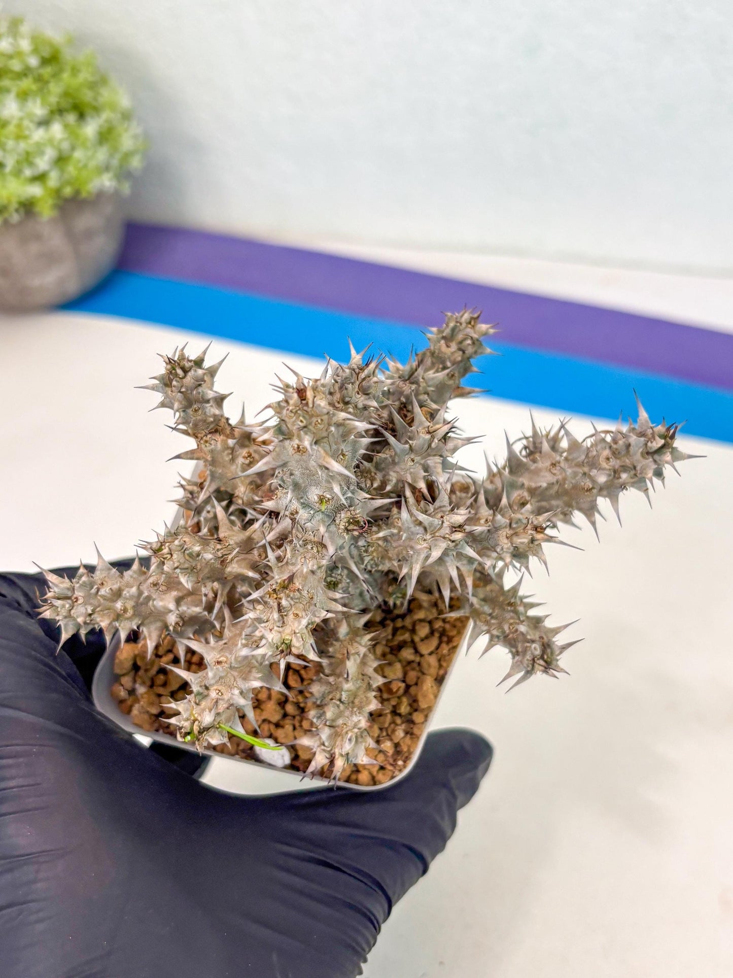 Euphorb Genoudiana (7) | imported Plants