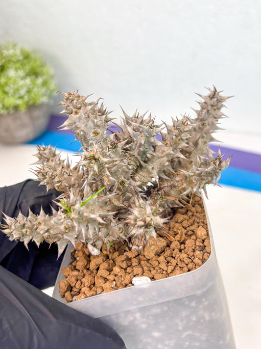 Euphorb Genoudiana (7) | imported Plants