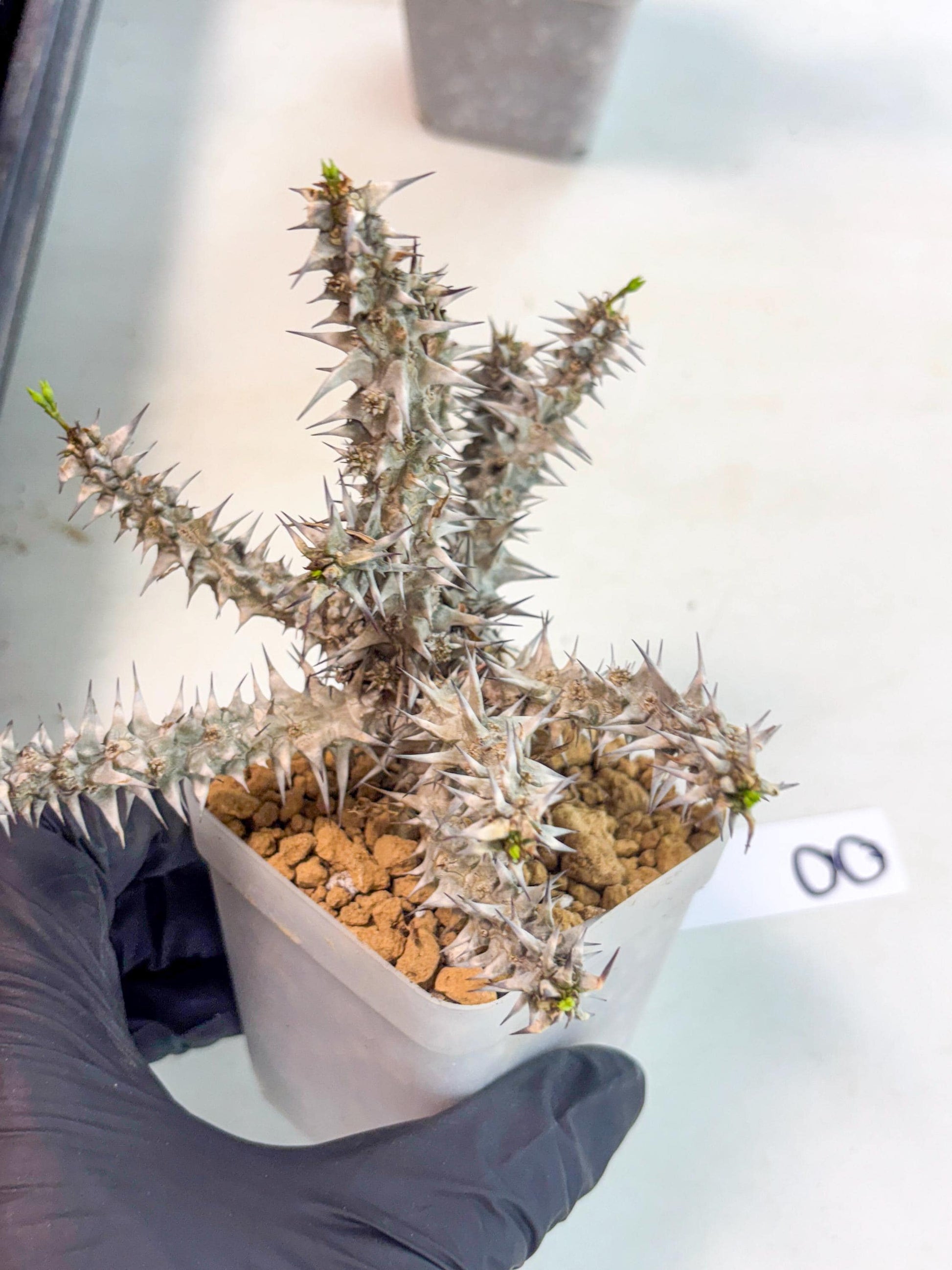 Euphorb Genoudiana (8) | imported Plants