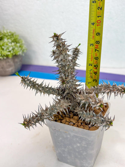Euphorb Genoudiana (8) | imported Plants
