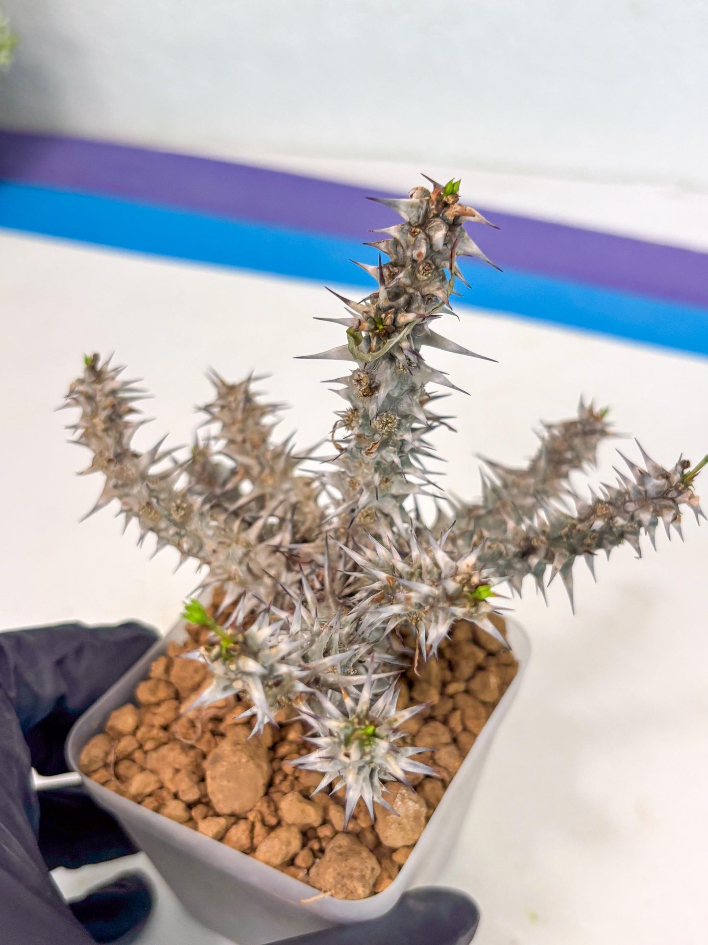 Euphorb Genoudiana (8) | imported Plants