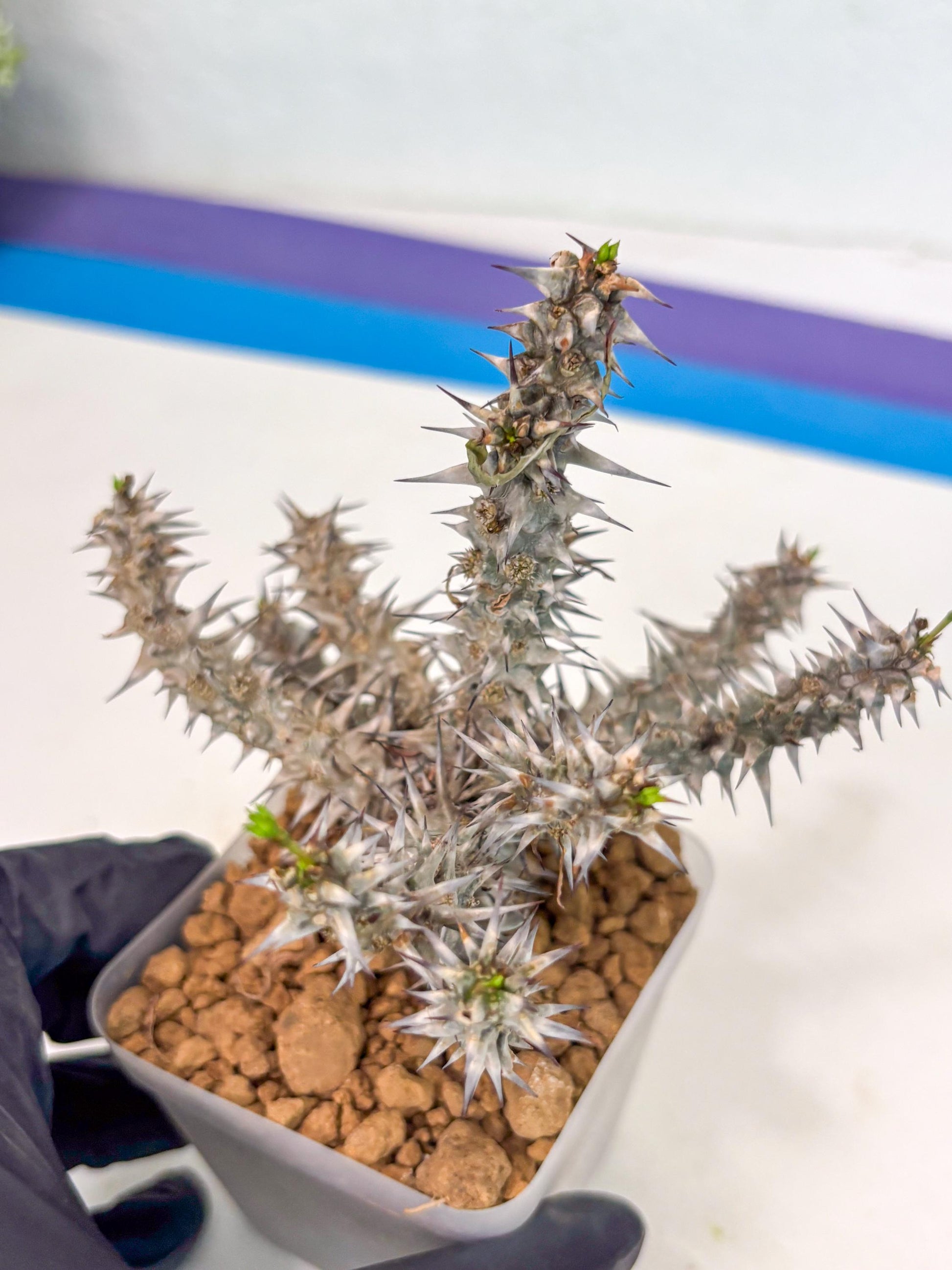 Euphorb Genoudiana (8) | imported Plants