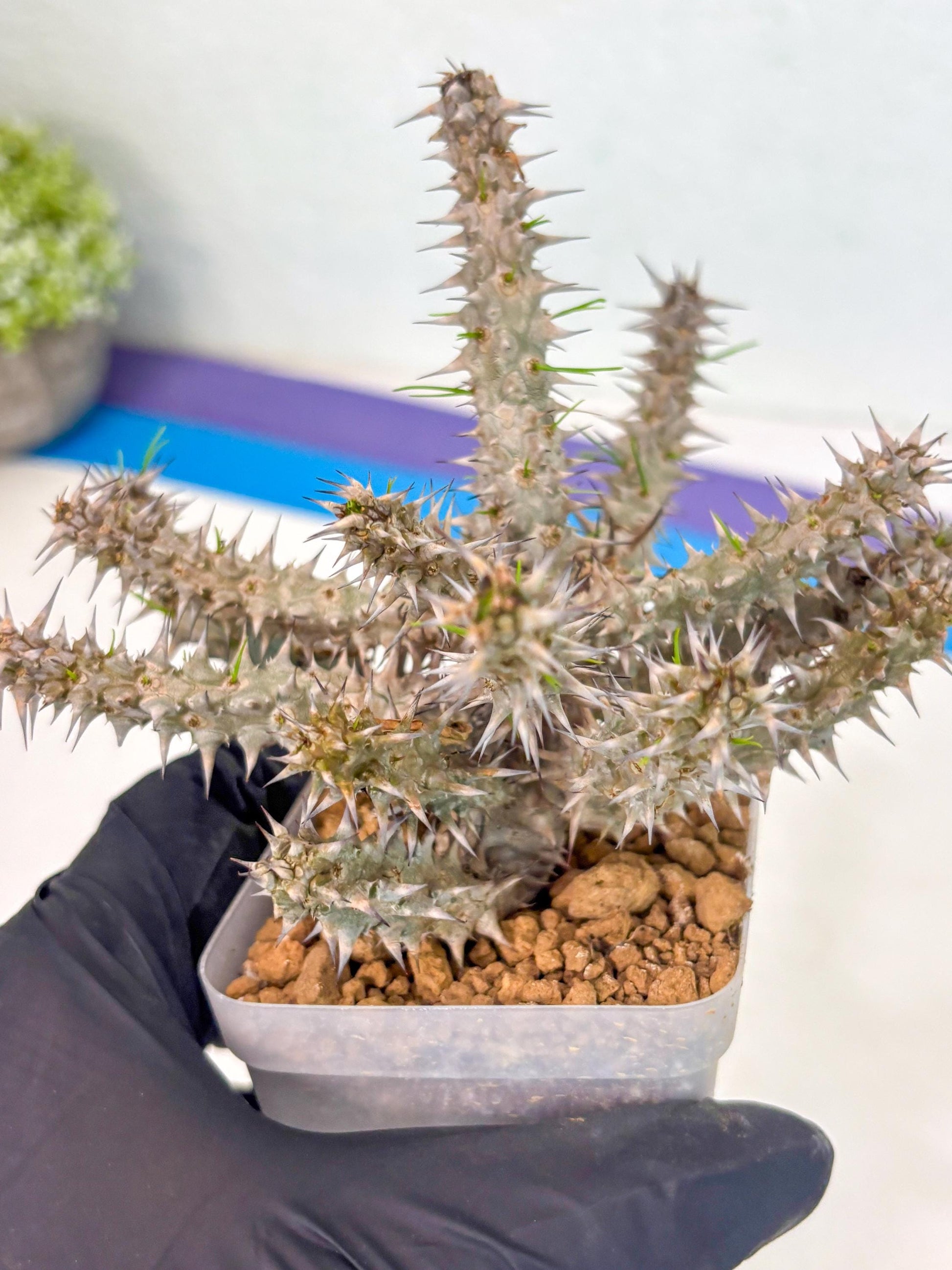 Euphorb Genoudiana (9) | imported Plants