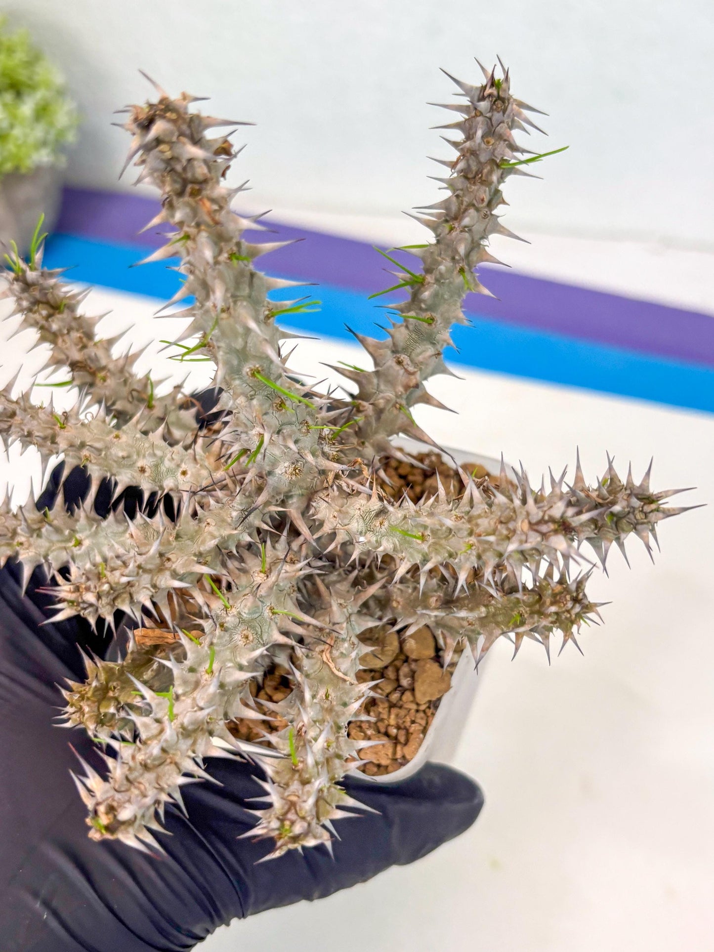 Euphorb Genoudiana (9) | imported Plants