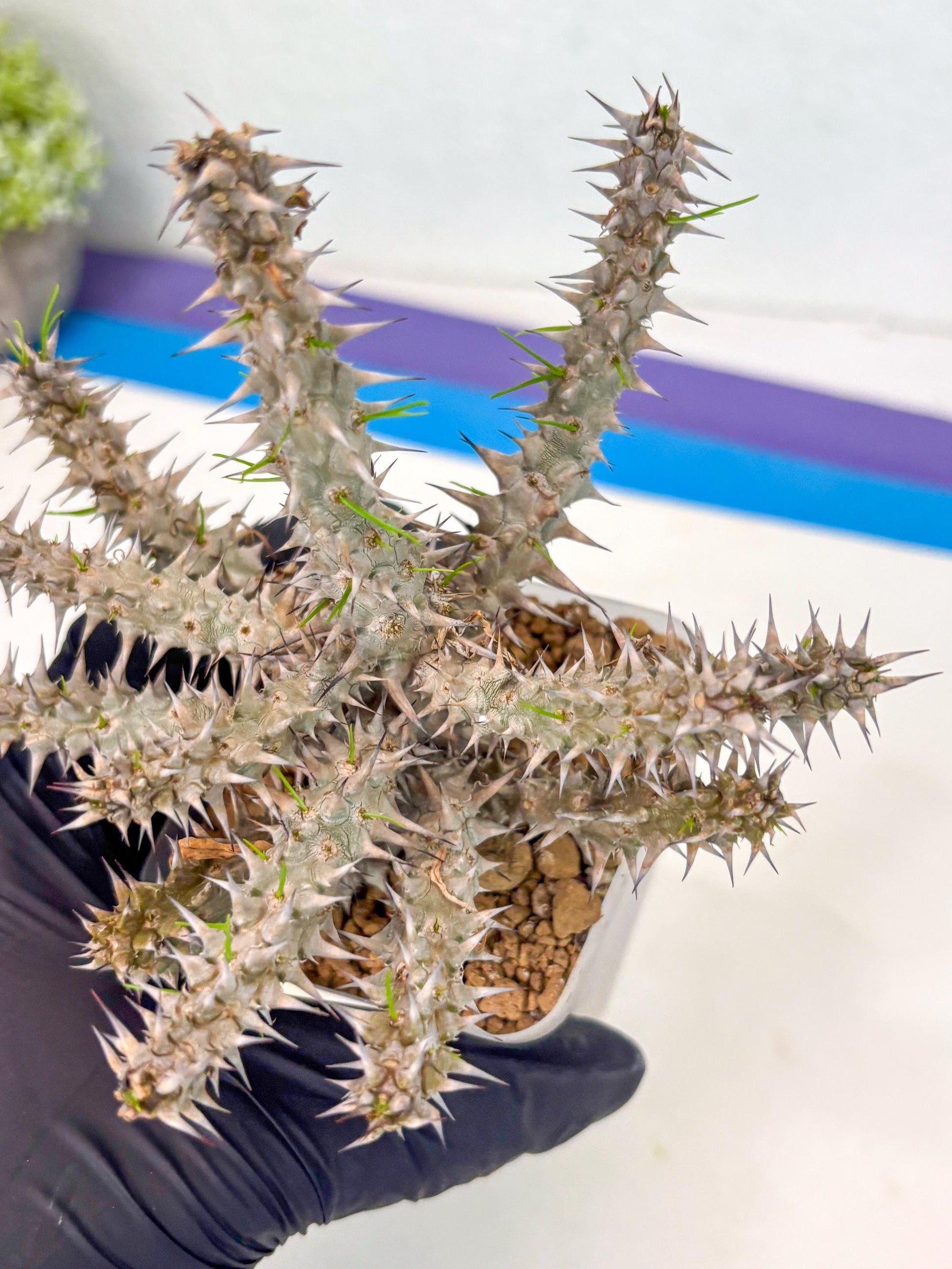 Euphorb Genoudiana (9) | imported Plants