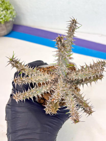 Euphorb Genoudiana (9) | imported Plants