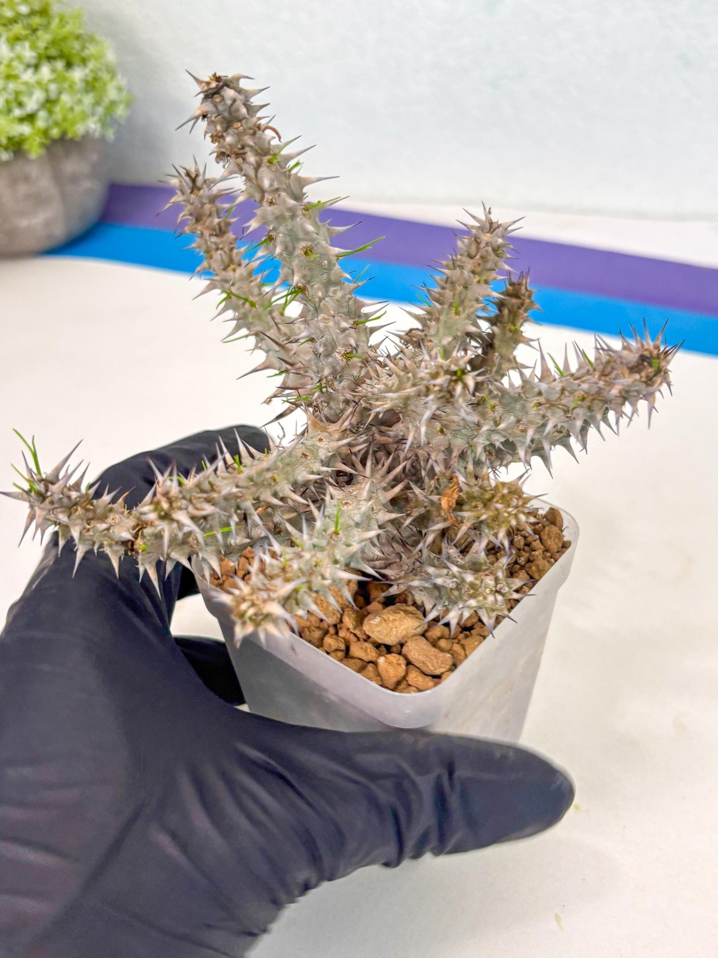 Euphorb Genoudiana (9) | imported Plants