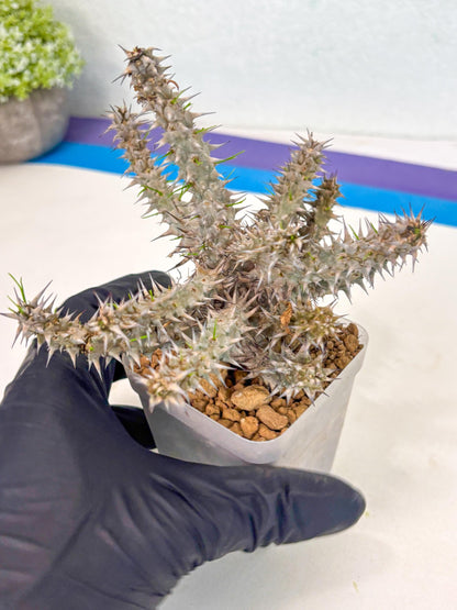 Euphorb Genoudiana (9) | imported Plants