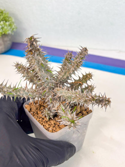 Euphorb Genoudiana (9) | imported Plants