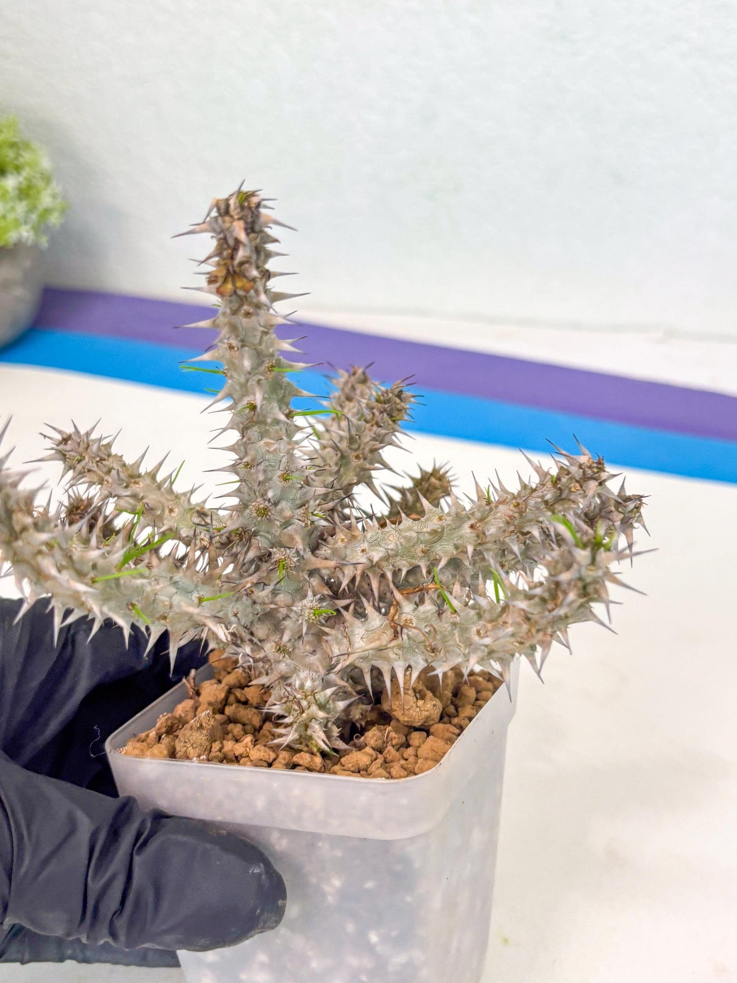 Euphorb Genoudiana (9) | imported Plants