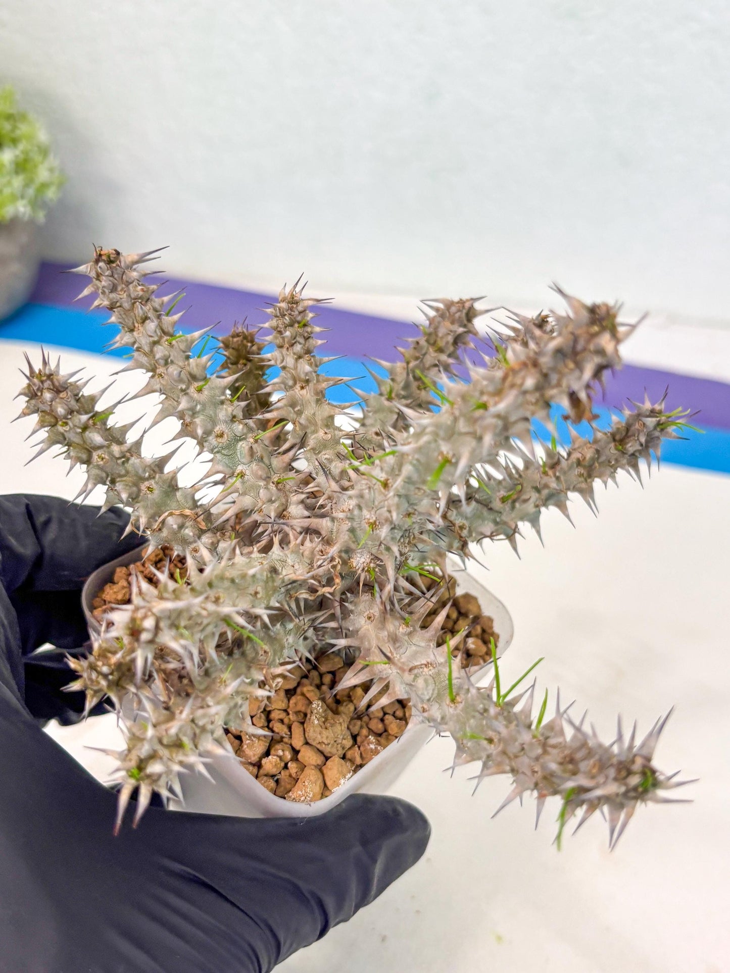 Euphorb Genoudiana (9) | imported Plants