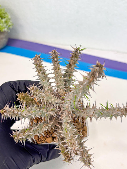 Euphorb Genoudiana (9) | imported Plants