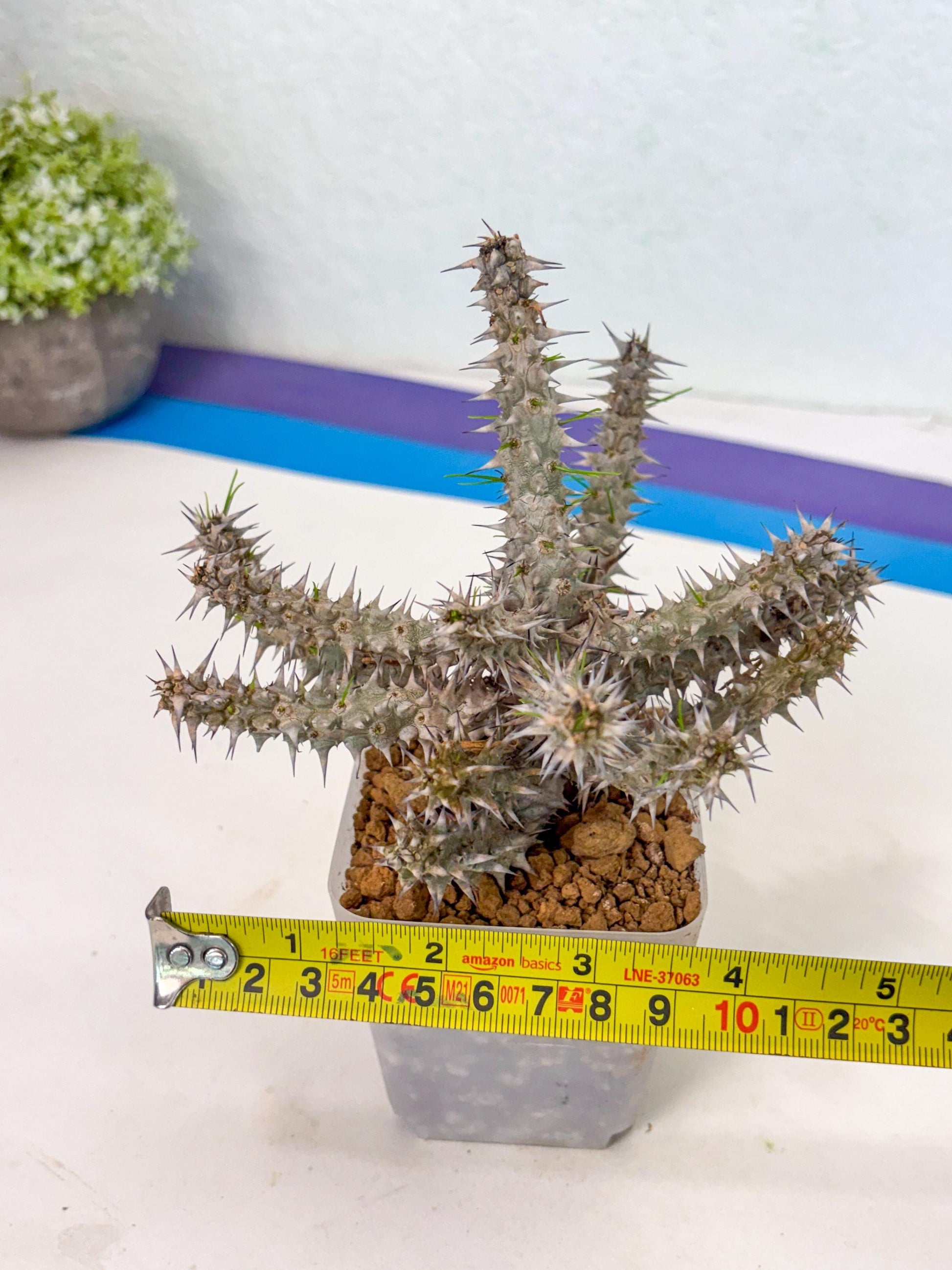 Euphorb Genoudiana (9) | imported Plants